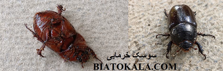 سوسک خرمایی در باغ